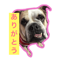 [LINEスタンプ] マミコ姐さん