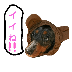 [LINEスタンプ] アミっちと愉快なアニマル軍