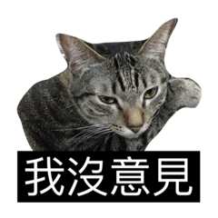 [LINEスタンプ] cat says...