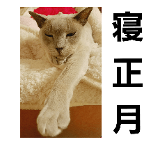 [LINEスタンプ] 不思議な頭頂部の猫のトンキニーズのトム