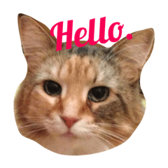 [LINEスタンプ] リサの日常4