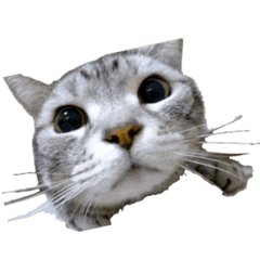 [LINEスタンプ] Cat.kana