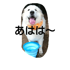 [LINEスタンプ] サラのほほえみ