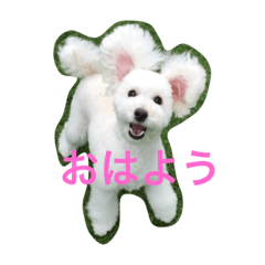 [LINEスタンプ] しらこ と さわ