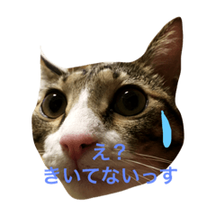 [LINEスタンプ] あんみつむーの日常2