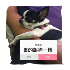 [LINEスタンプ] fei dog