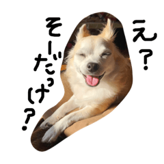 [LINEスタンプ] まいにちわわ