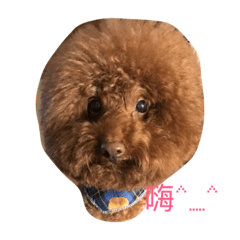 [LINEスタンプ] Poodle fat