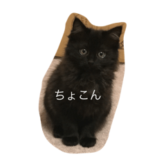 [LINEスタンプ] ムーちゃんキキちゃん時々スー