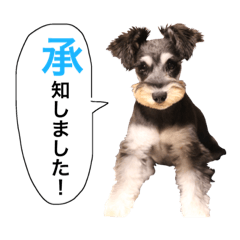 [LINEスタンプ] 2nd.Eru of the miniature schnauzer