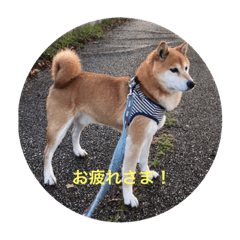 [LINEスタンプ] 柴犬ハチ13歳