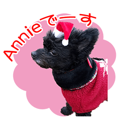 [LINEスタンプ] チワプーAnnieちゃん