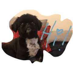 [LINEスタンプ] pekinese＆chinchila