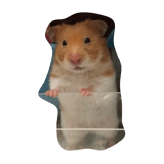 [LINEスタンプ] hamster:3