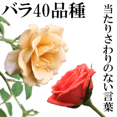 [LINEスタンプ] 薔薇(バラ)の花だけで40種『上品ローズ』