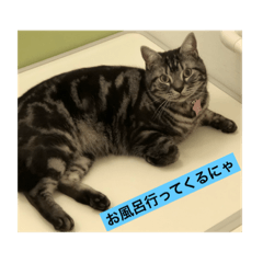 [LINEスタンプ] すまいるにゃんこらーむ1