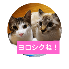 [LINEスタンプ] リアルお猫様スタンプ日常会話用