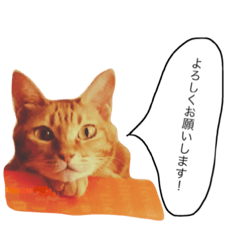 [LINEスタンプ] ネコや小鳥やワンコ