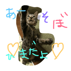 [LINEスタンプ] にゃんこ祭り