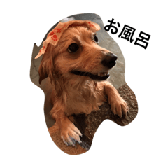 [LINEスタンプ] 愛犬ポメックスのチョコ2