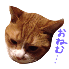 [LINEスタンプ] ねこさんランプの気まぐれスタンプ