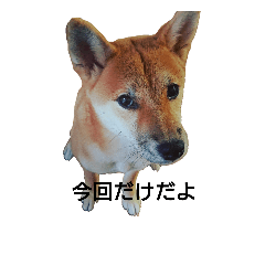 [LINEスタンプ] 柴犬ちはる