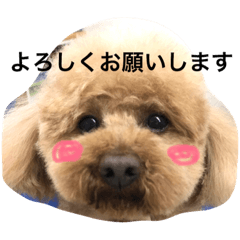 [LINEスタンプ] tinypoodle titch 2