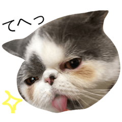 [LINEスタンプ] 猫のよく使うスタンプ