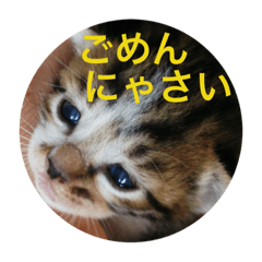 [LINEスタンプ] あいさつ❣️こねこ  1の画像（メイン）