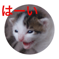 [LINEスタンプ] あいさつ❣️こねこ  2