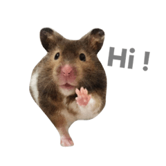 [LINEスタンプ] Hamster - ToTo