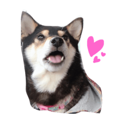 [LINEスタンプ] Shibainu Noa 2