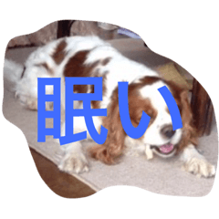 [LINEスタンプ] 今日から使える我が家の犬の名言スタンプ