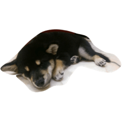 [LINEスタンプ] My Shiba daily