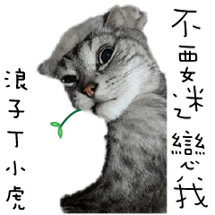 [LINEスタンプ] Felis catus little Tiger