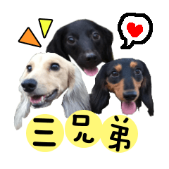 [LINEスタンプ] Three wiener dogs