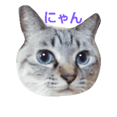 [LINEスタンプ] 猫のみーくん