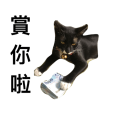 [LINEスタンプ] PiPi cat  life