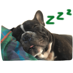 [LINEスタンプ] French Bulldog daily 1