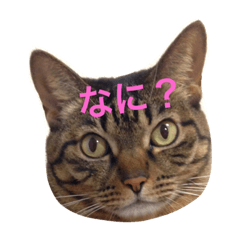 [LINEスタンプ] ペットの猫スタンプ