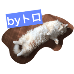 [LINEスタンプ] toro_cat