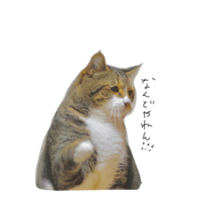 [LINEスタンプ] おたまのスタンプ