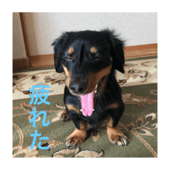 [LINEスタンプ] 私の家族である犬。名前はオニ。