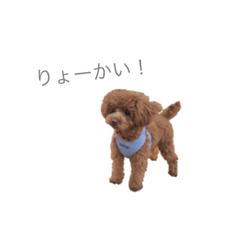 [LINEスタンプ] こはるちゃんの写真スタンプ