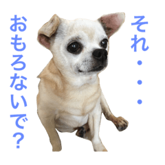 [LINEスタンプ] 口の悪いチワワ