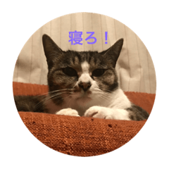 [LINEスタンプ] Horivish's cat stickers