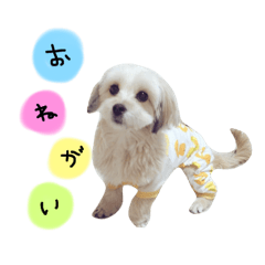 [LINEスタンプ] ふうとちゃた