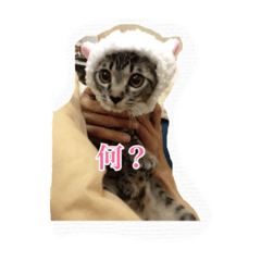 [LINEスタンプ] 猫ランドラブ