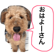 [LINEスタンプ] ポンゴやで