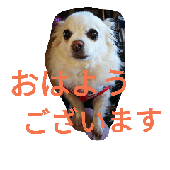 [LINEスタンプ] チワワのりんひなちゃん2